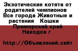  Экзотические котята от родителей чемпионов - Все города Животные и растения » Кошки   . Приморский край,Находка г.